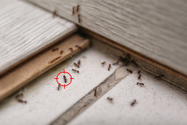 Spider Control Near Me in Joshua Tree, CA