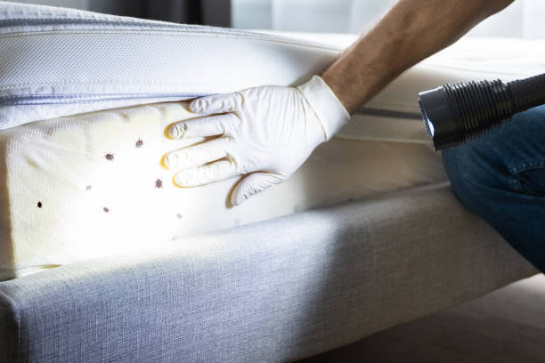 Best Termite Control Services  in Joshua Tree, CA
