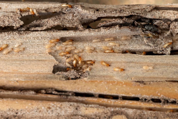 Best Wildlife Control Services  in Joshua Tree, CA