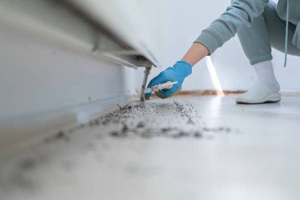 Best Rat Extermination Near Me  in Joshua Tree, CA